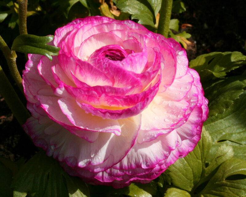 Pink and White Ranunculus — Serene, Afternoon, Photograph
