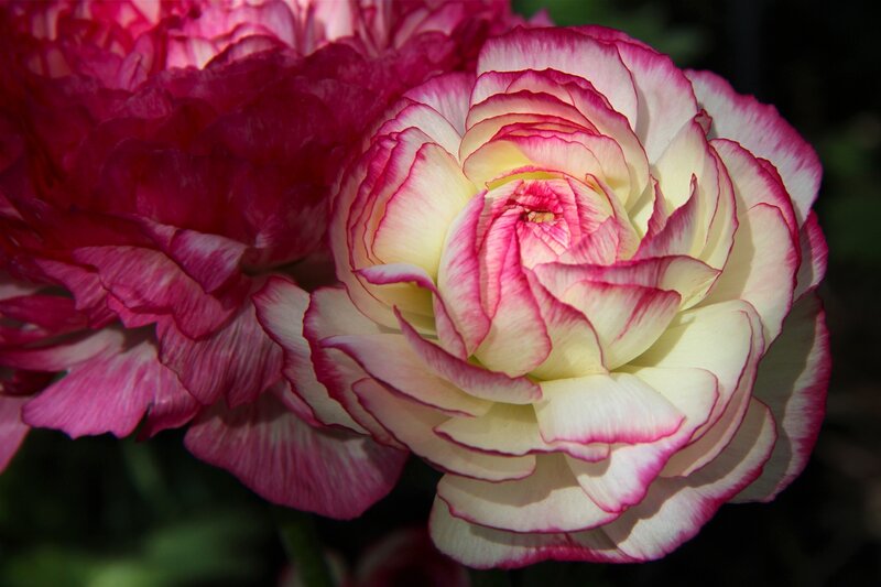 Pink and White Ranunculus — Serene, Afternoon
