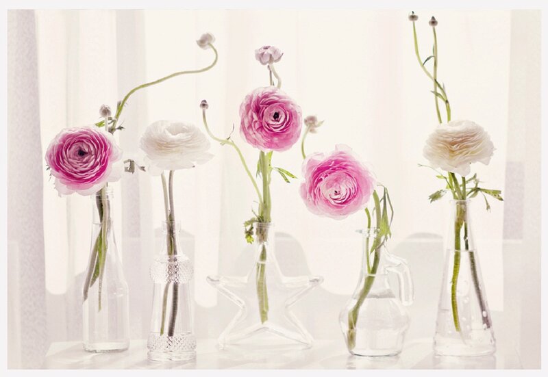 Pink and White Ranunculus — Serene, Morning