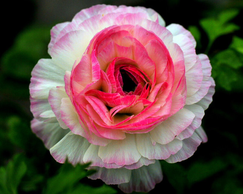 Pink and White Ranunculus — Serene, Photograph, Flower