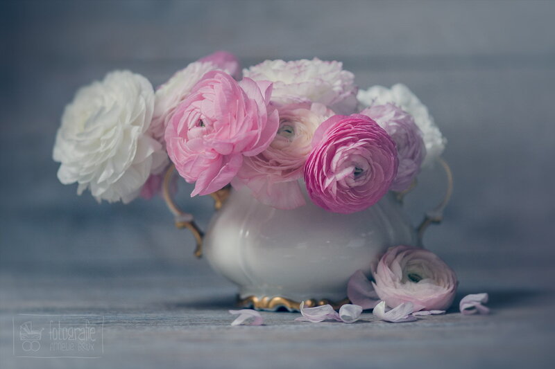 Pink and White Ranunculus — Serene, Photograph