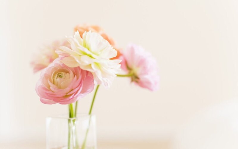 Pink and White Ranunculus — Serene, Photograph, Vase