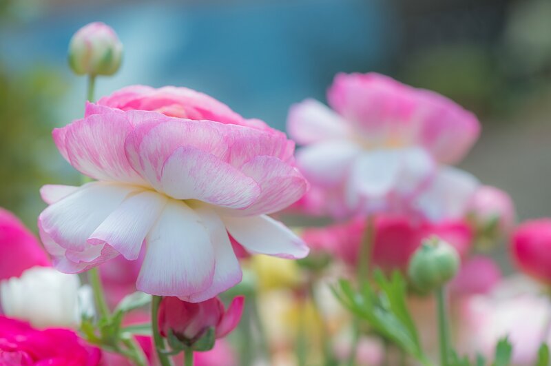 Pink and White Ranunculus — Serene, Spring