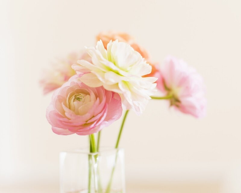 Pink and White Ranunculus — Serene