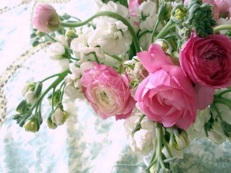 Pink and White Ranunculus