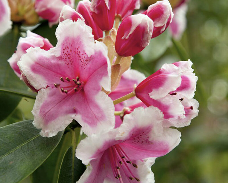 Pink and White Rhododendron — Calm