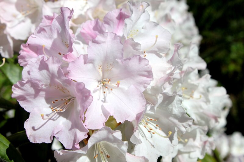 Pink and white rhododendron flowers