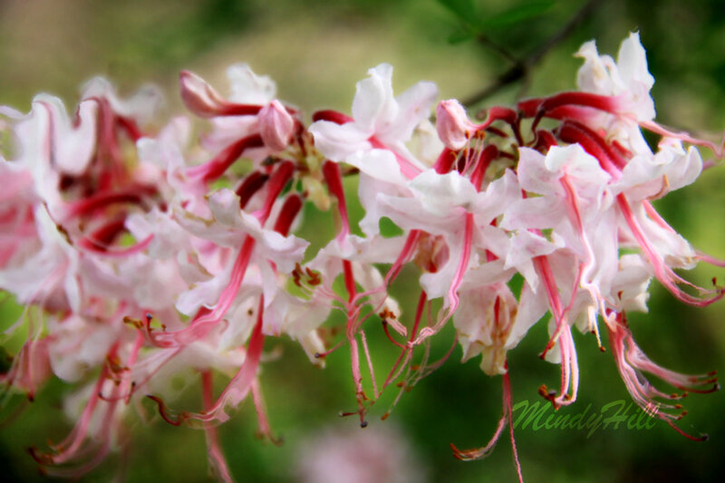 Pink and white rhododendron flowers