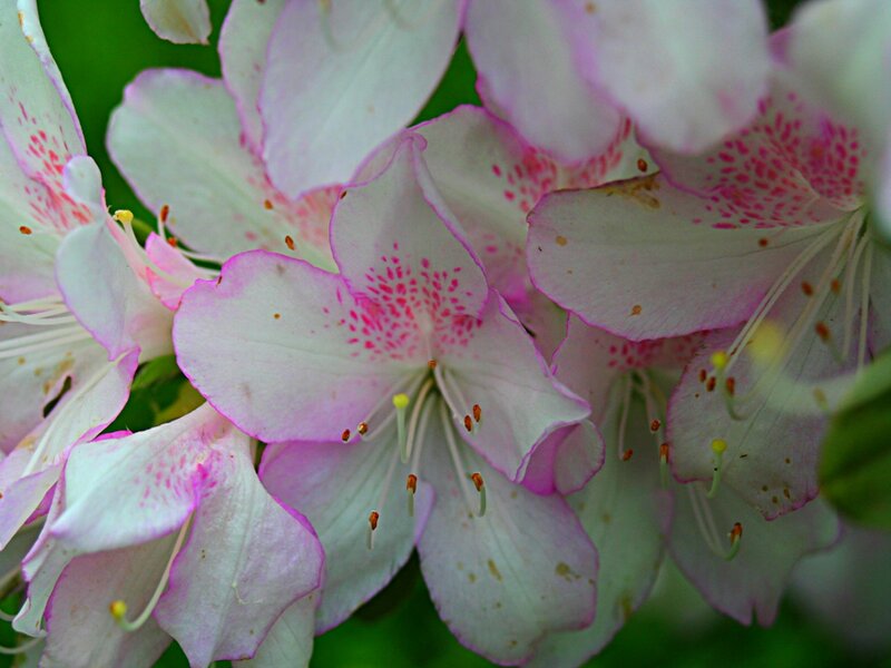 Pink and White Rhododendron Flowers — Calm