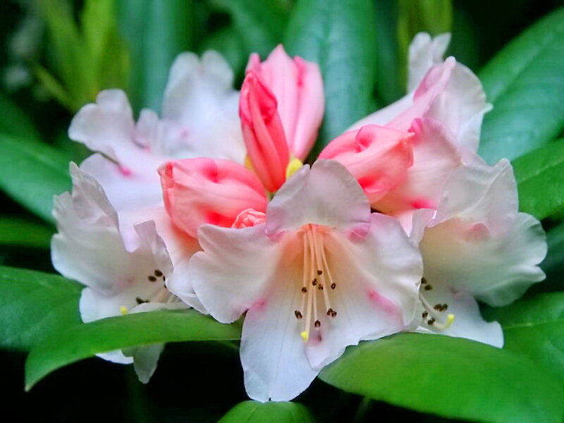 Pink and White Rhododendron — Green