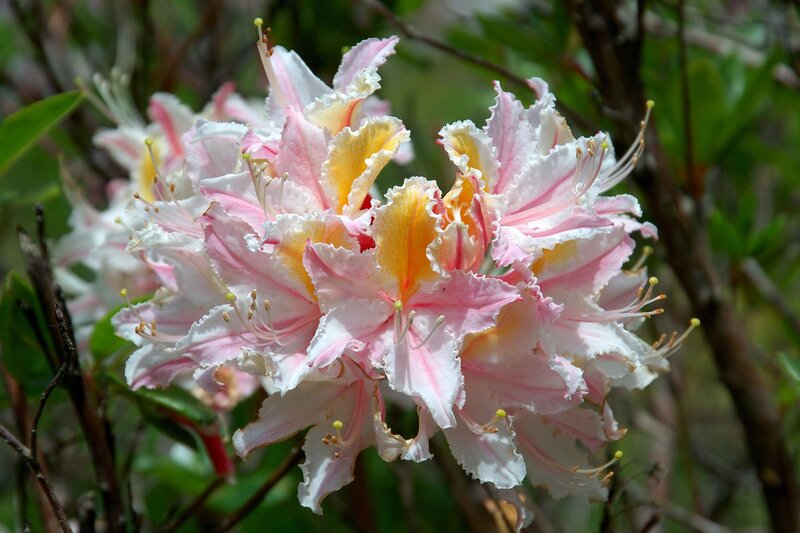 Pink and White Rhododendron — Serene