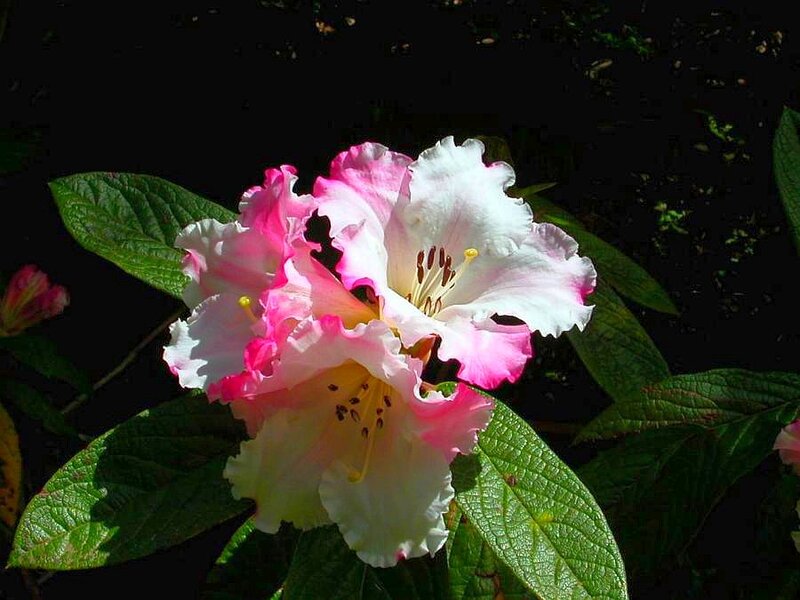Pink and White Rhododendron