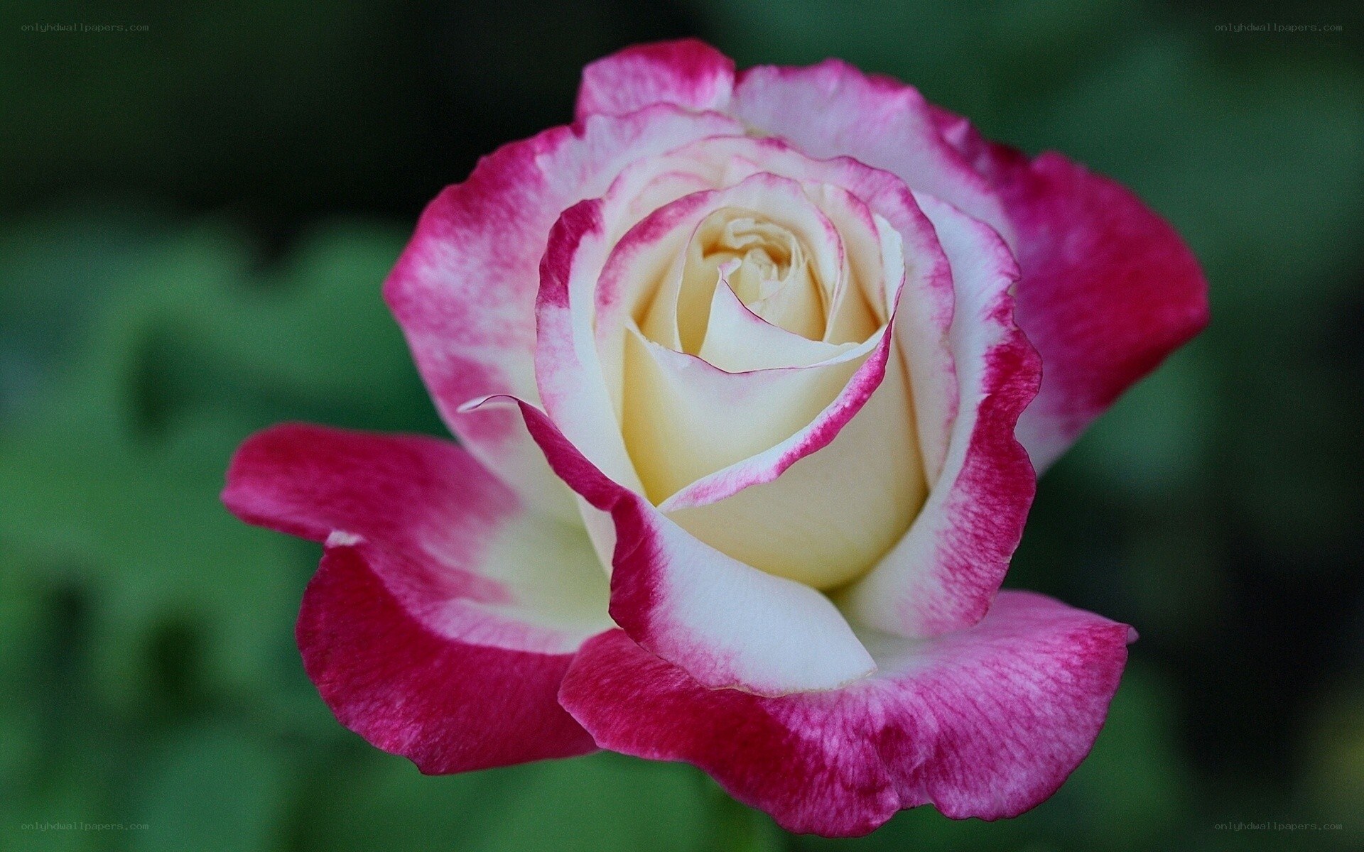 pink and white rose