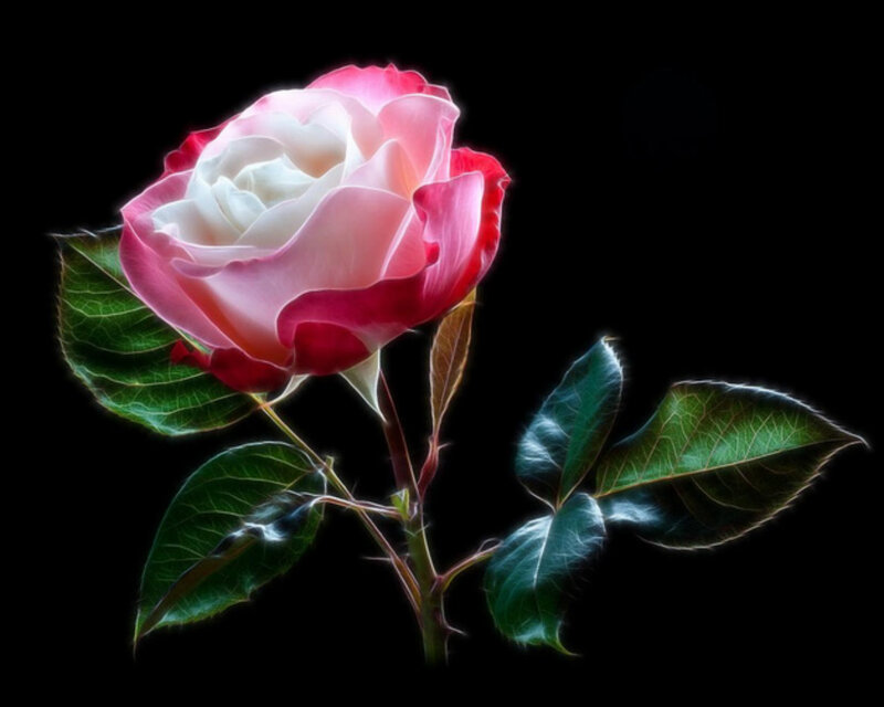 Pink and White Rose — Black