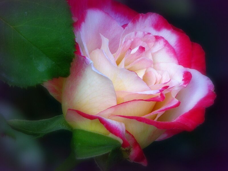 pink and white rose bloom