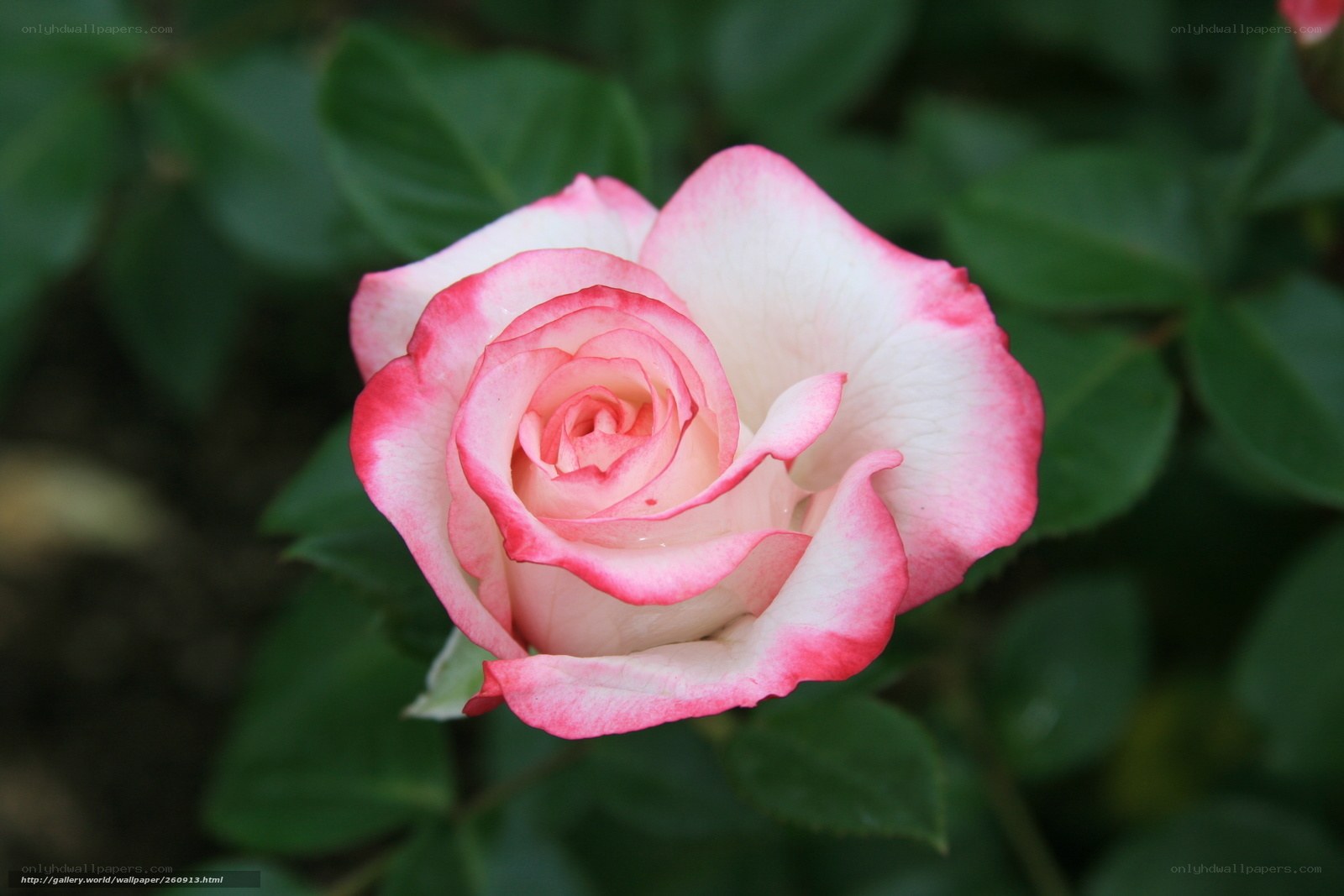 Pink and white rose bloom