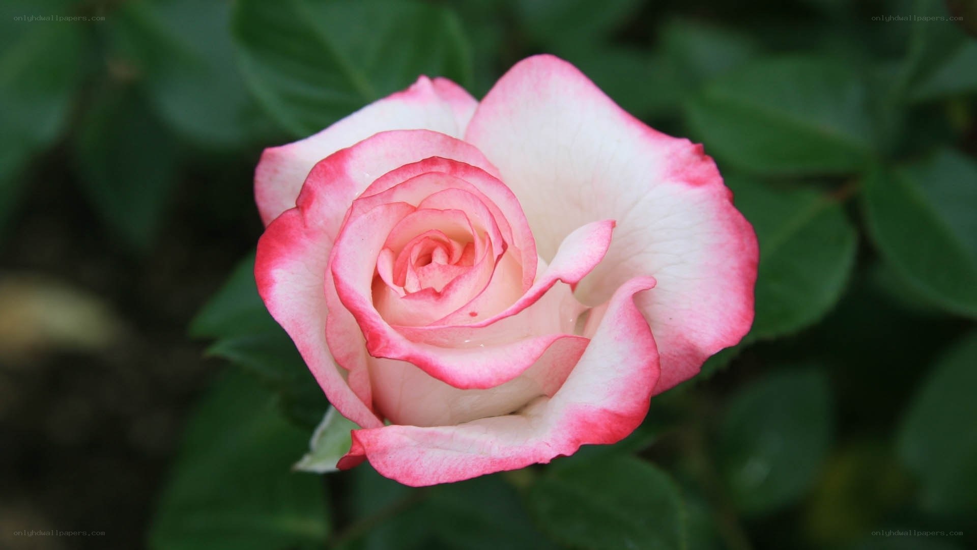 Pink and white rose bloom
