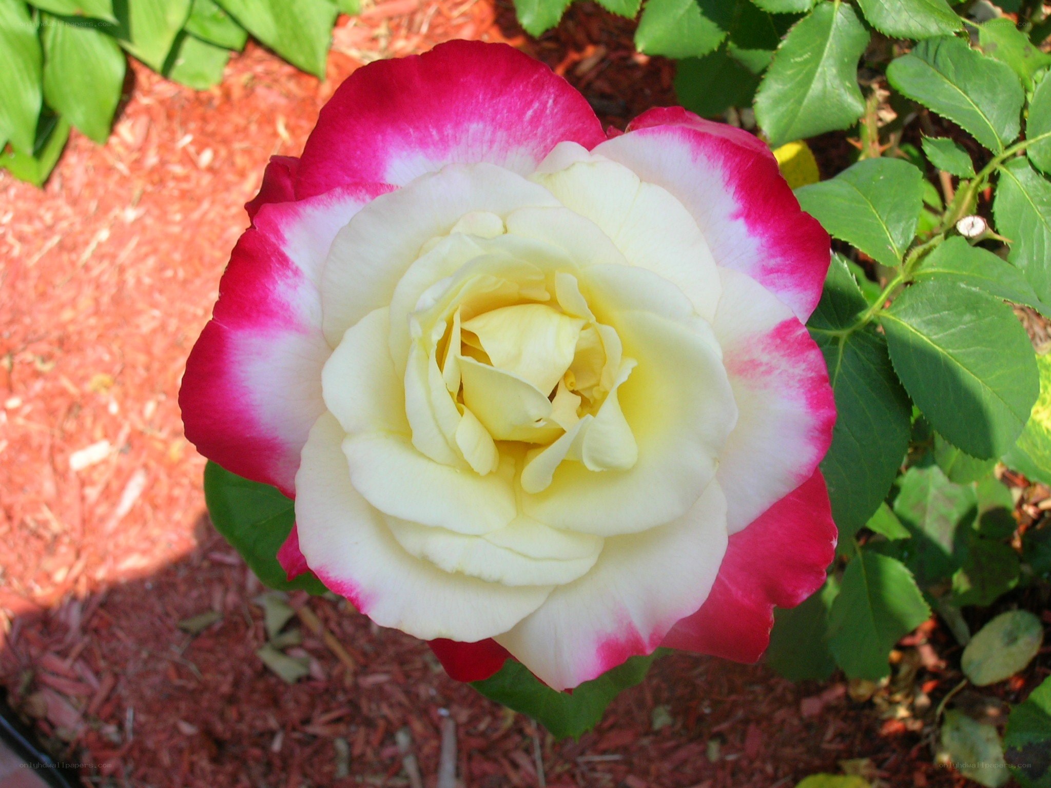 pink and white rose bloom