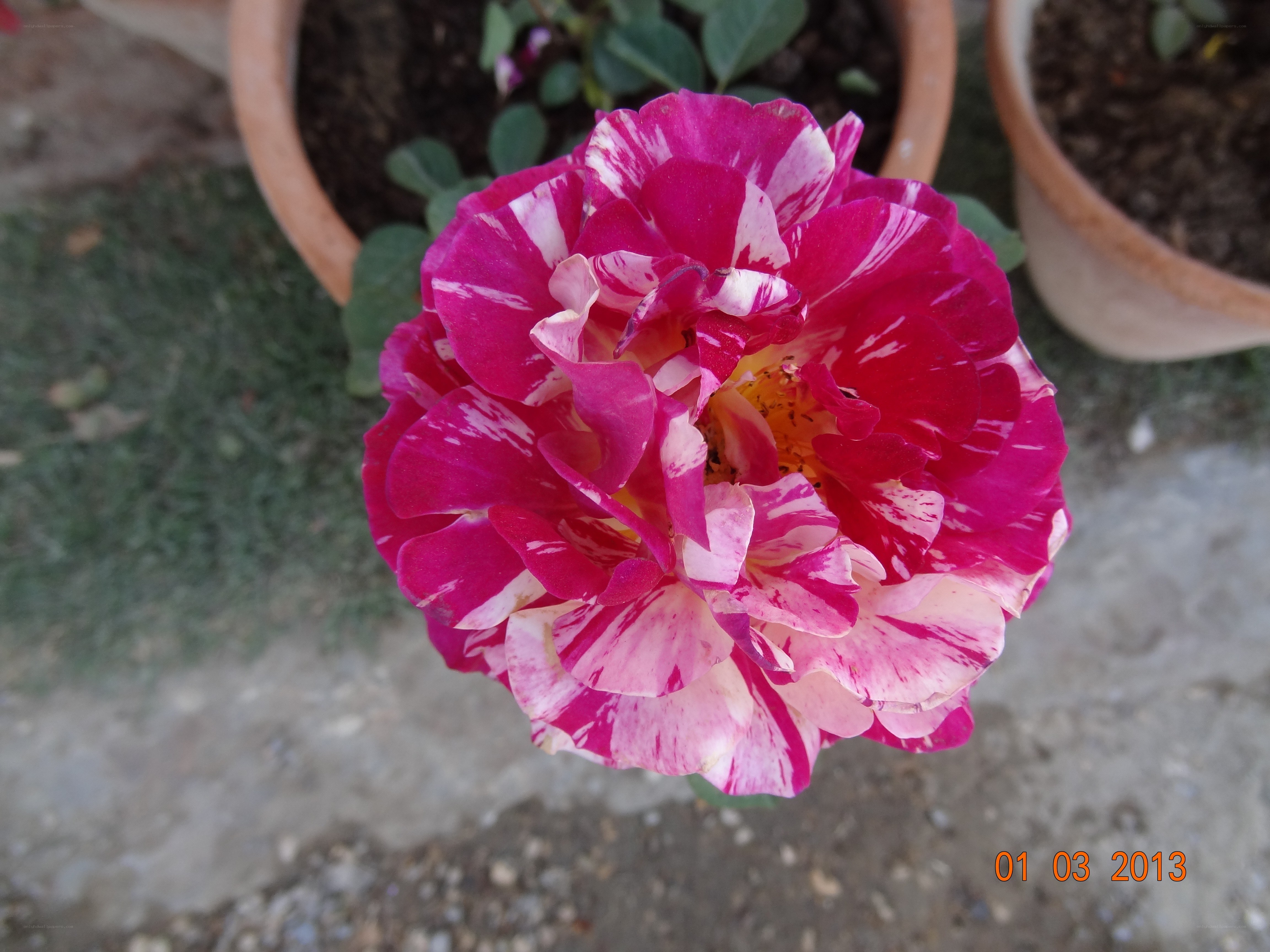 pink and white rose bloom