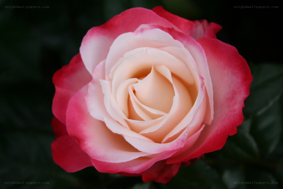 Pink and white rose bloom