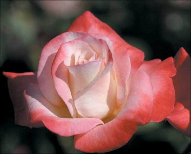 Pink and white rose bloom