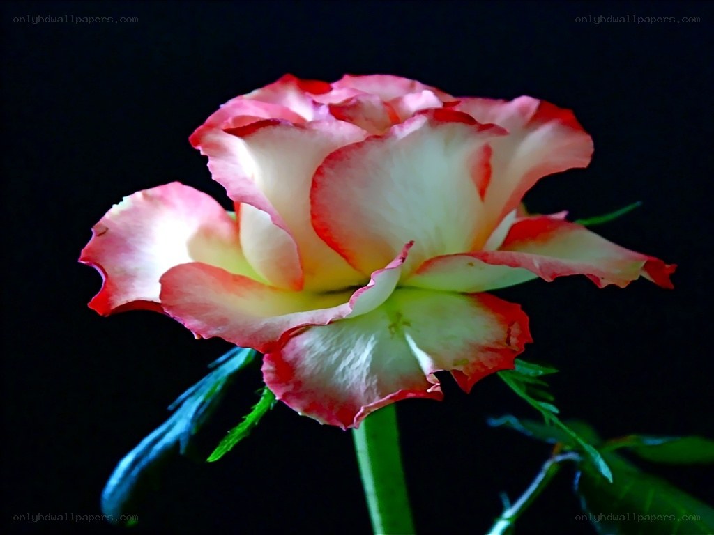 Pink and white rose bloom