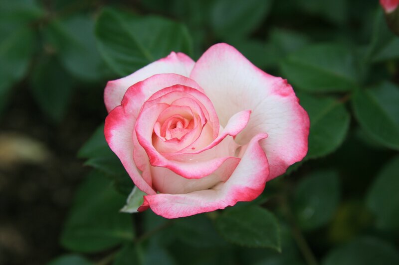 Pink and white rose bloom