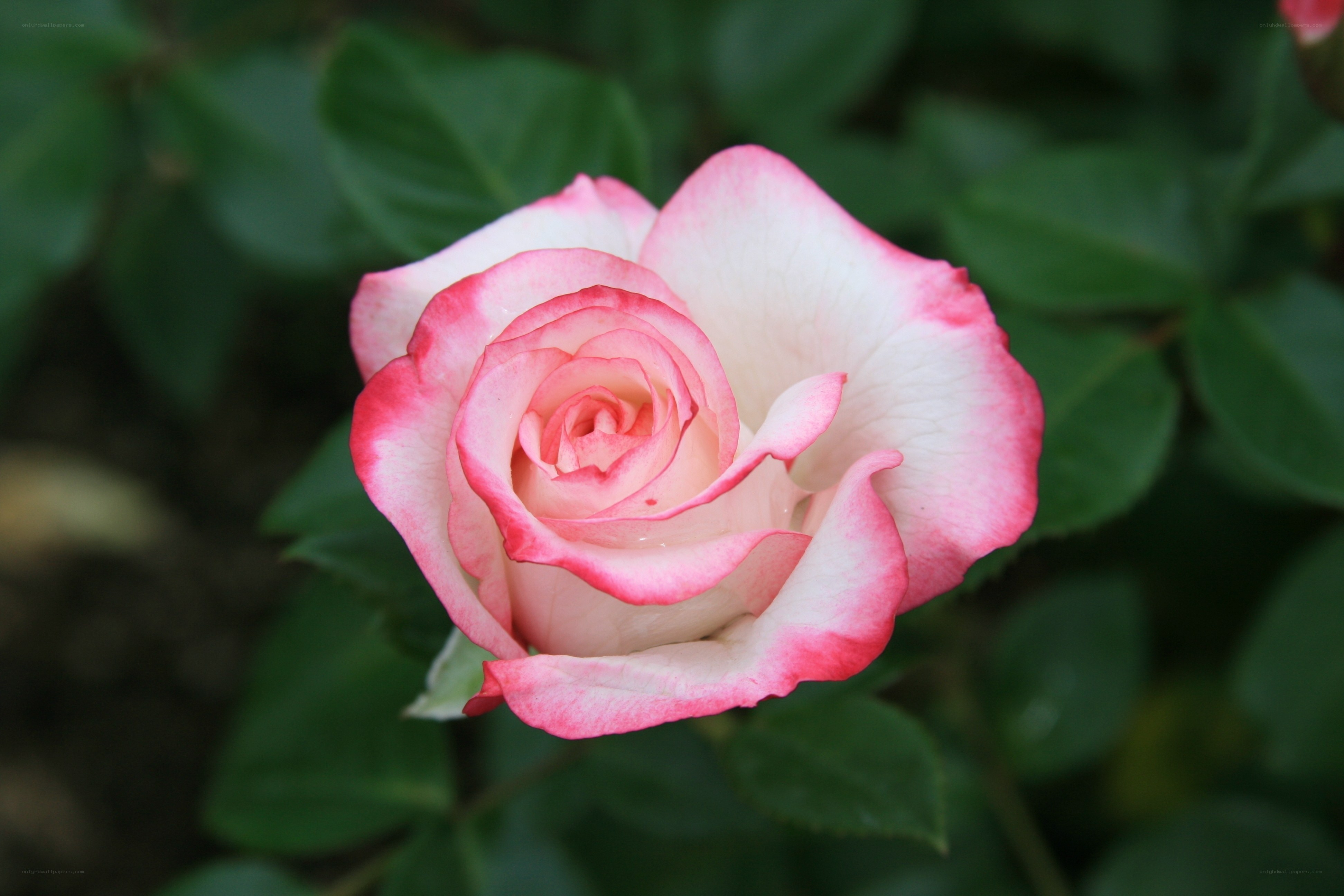 Pink and white rose bloom