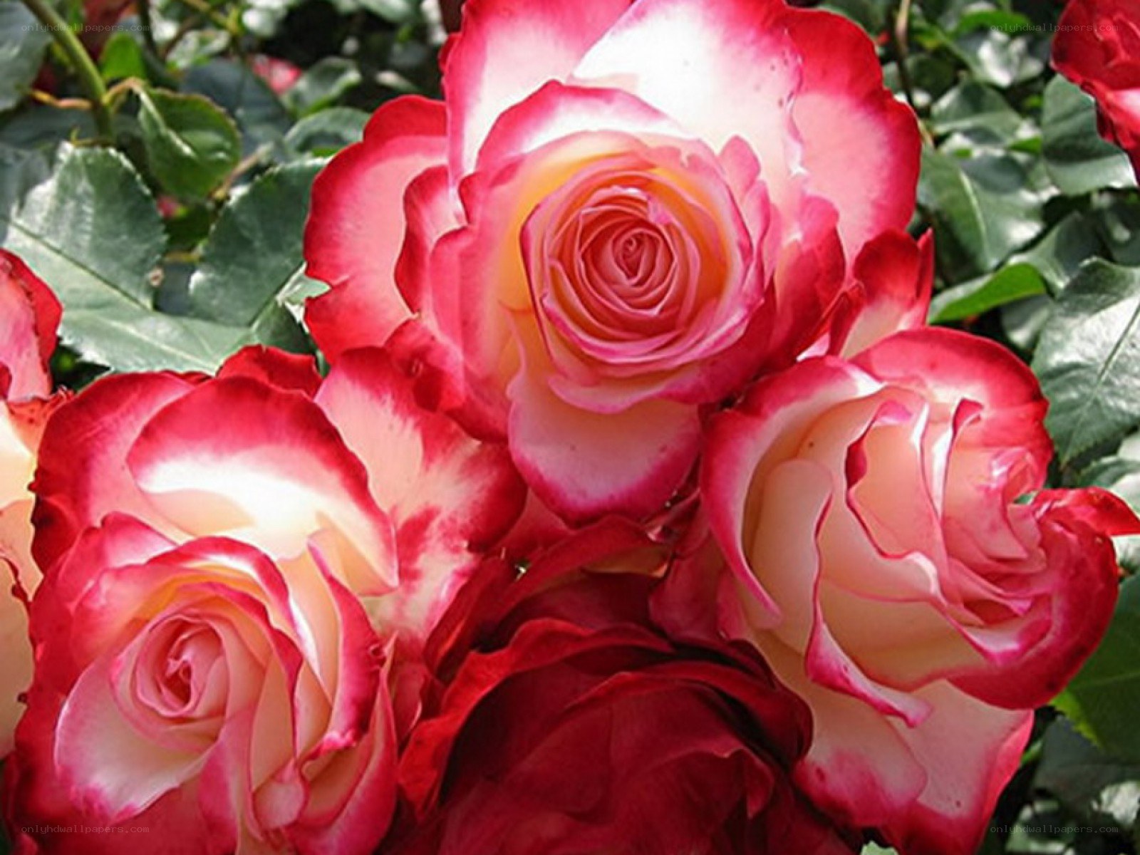 Pink and white rose blossoms