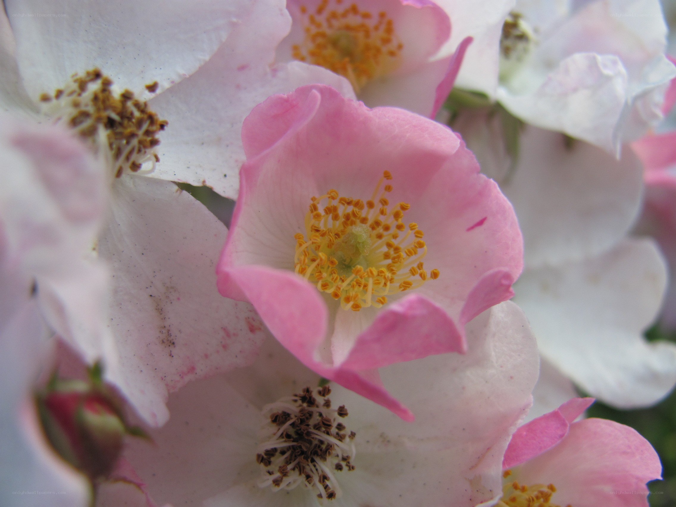 Pink and white rose blossoms