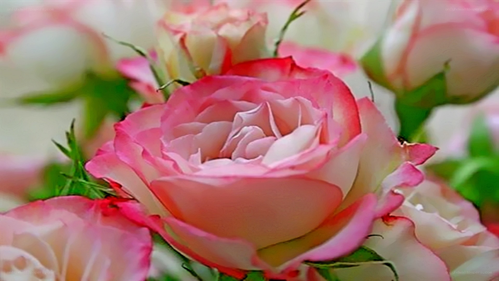 Pink and white rose bouquet