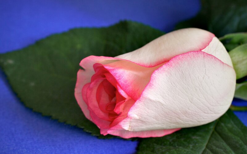 Pink and white rose bud