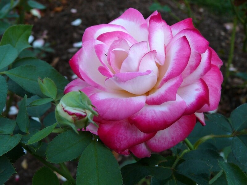 Pink and White Rose — Calm, Afternoon, Photograph, Bud, Leaves