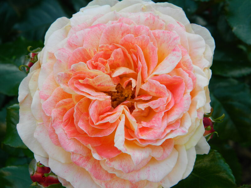 Pink and White Rose — Calm, Afternoon, Photograph, Flower