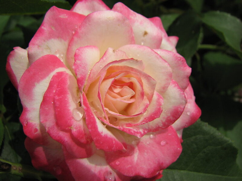 Pink and White Rose — Calm, Afternoon, Photograph, Petals