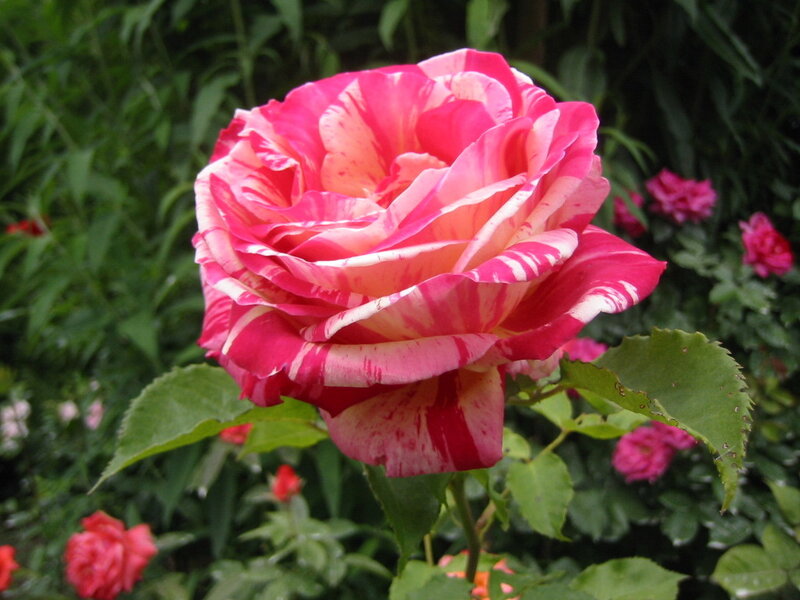 Pink and White Rose — Calm, Afternoon