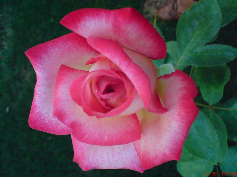 Pink and White Rose — Calm, Morning