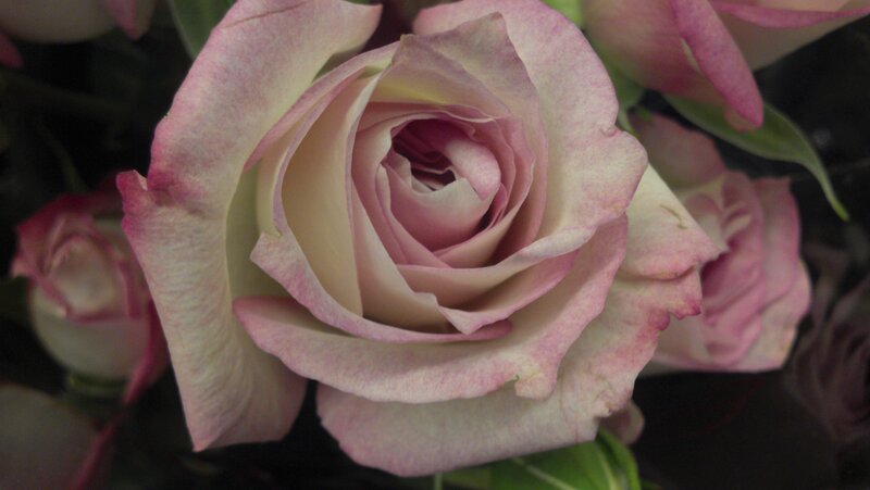Pink and White Rose — Calm, Photograph, Bloom