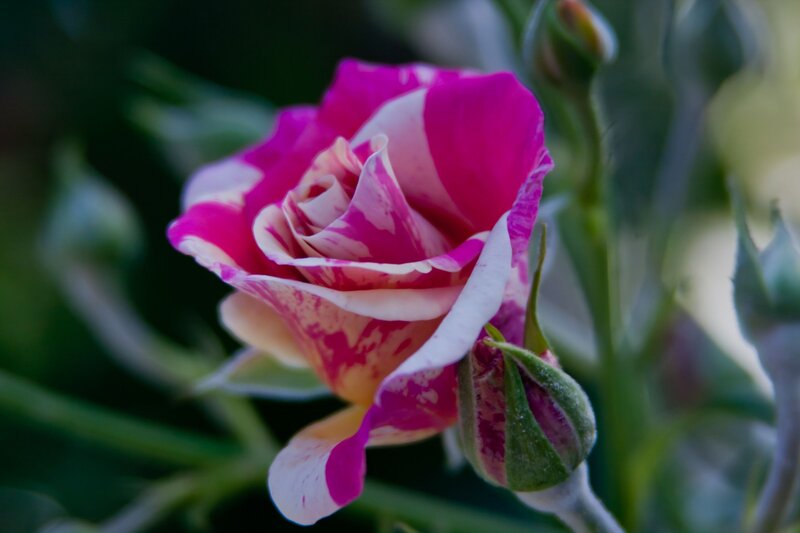 Pink and White Rose — Calm, Photograph, Bud, Stem