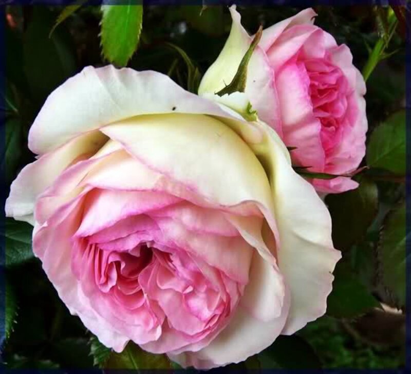 Pink and White Rose — Calm, Photograph, Bud