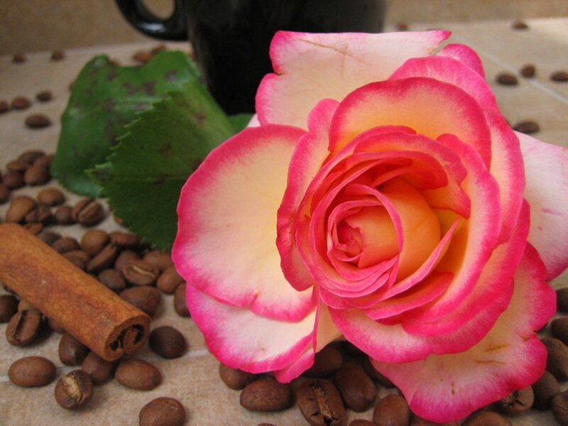 Pink and White Rose — Calm, Photograph, Coffee Beans