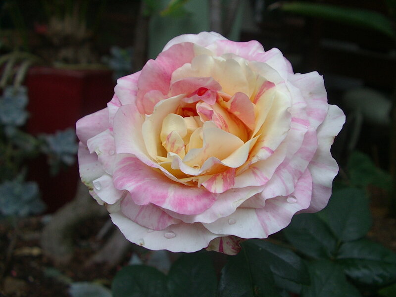 Pink and White Rose — Calm, Photograph, Flower, Leaves