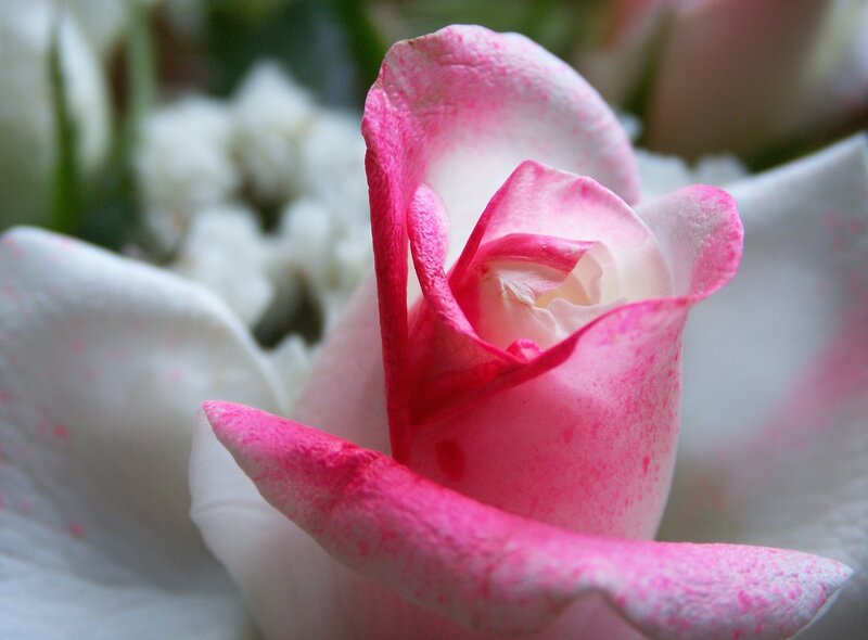 Pink and White Rose — Calm, Photograph, Flower