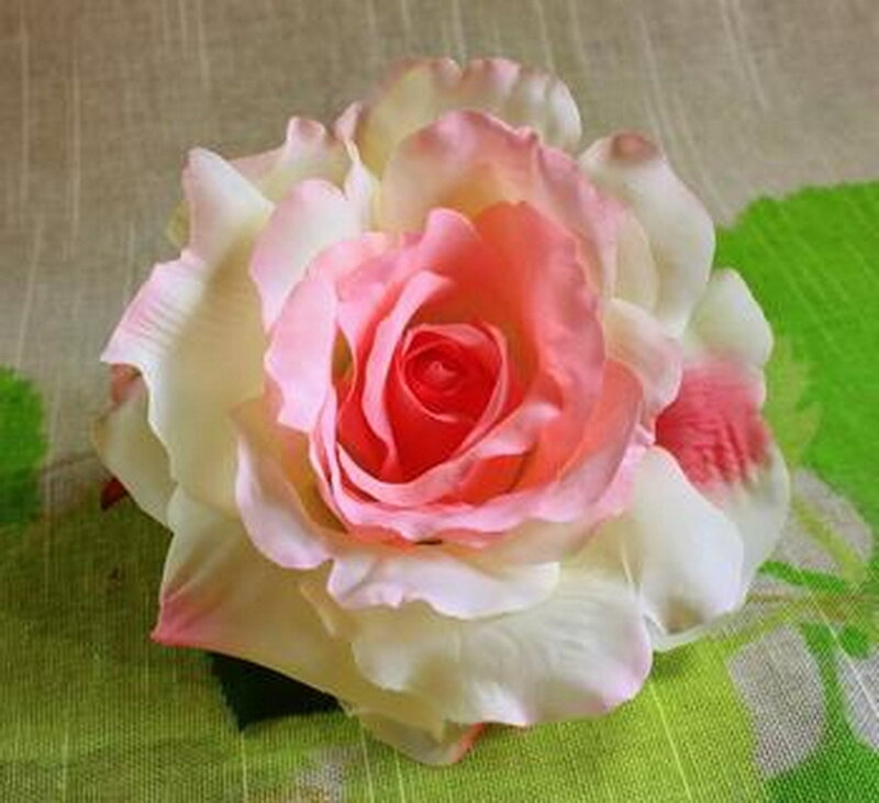 Pink and White Rose — Calm, Photograph, Green Leaf