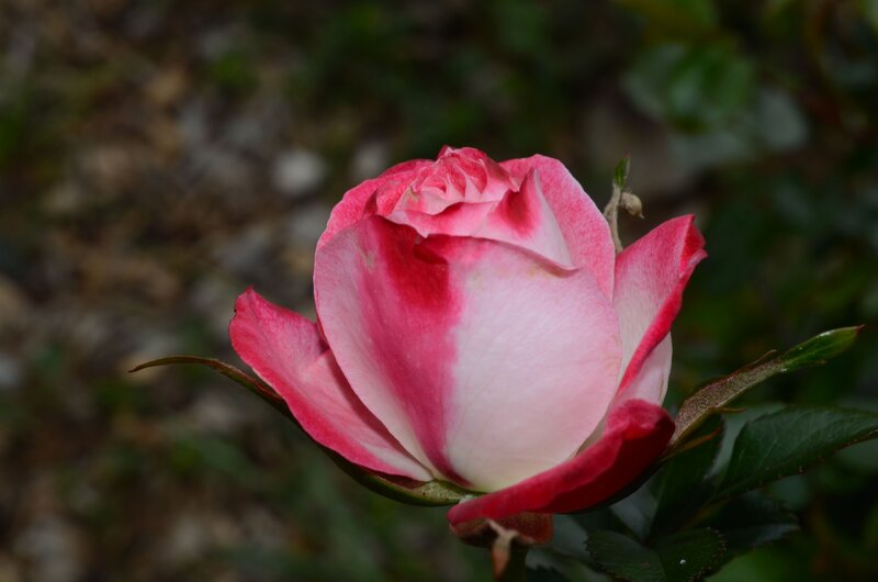 Pink and White Rose — Calm, Photograph, Green Leaves, Bud