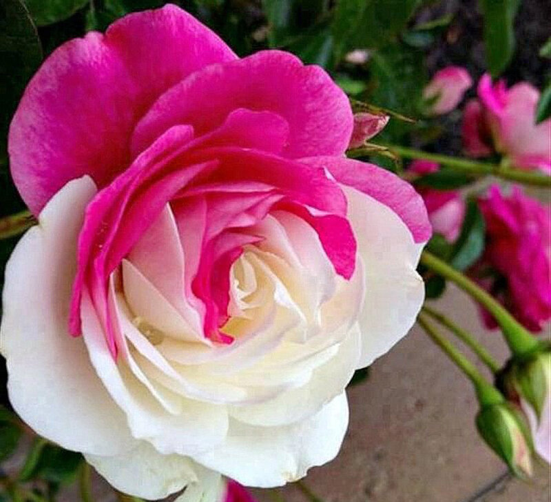 Pink and White Rose — Calm, Photograph, Green Leaves, Buds