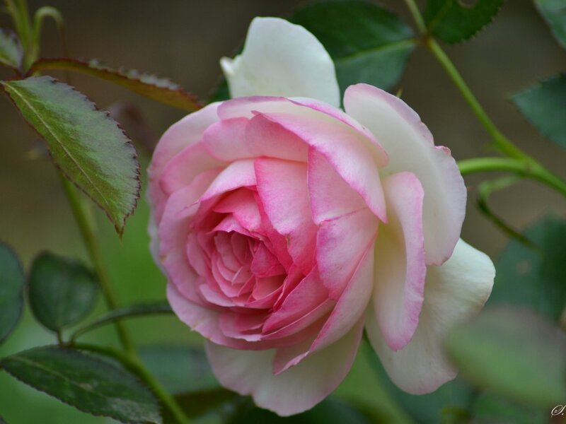 Pink and White Rose — Calm, Photograph, Green Leaves, Stem