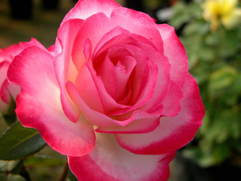 Pink and White Rose — Calm, Photograph, Green Leaves
