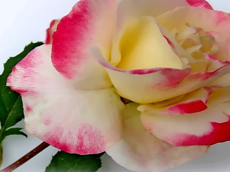 Pink and White Rose — Calm, Photograph, Leaf, Stem