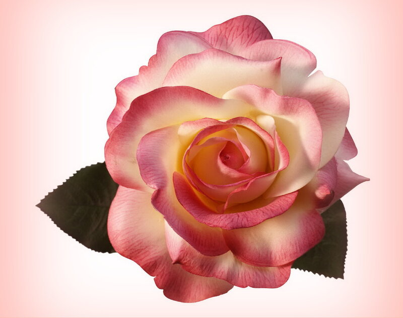 Pink and White Rose — Calm, Photograph, Leaf